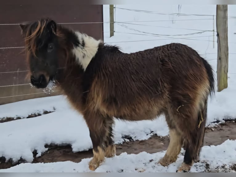 Mini Shetland Pony Merrie 3 Jaar 85 cm Gevlekt-paard in Marsberg