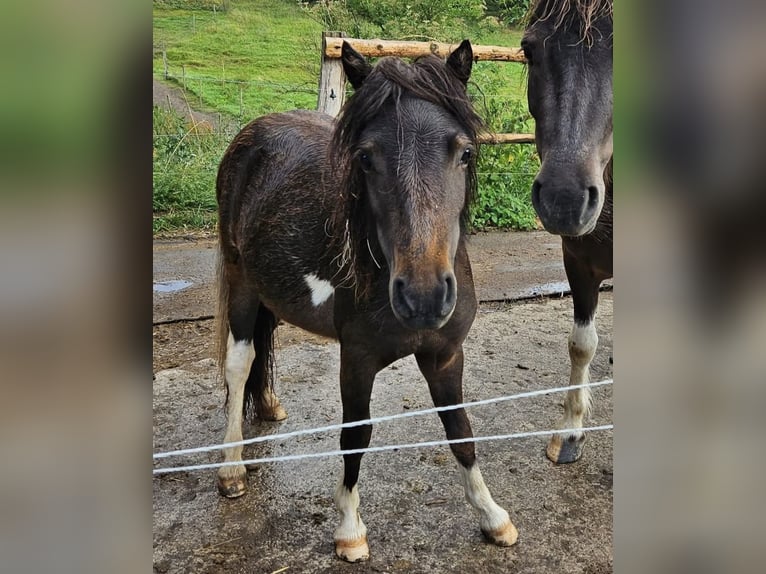 Mini Shetland Pony Merrie 3 Jaar 85 cm Gevlekt-paard in Marsberg