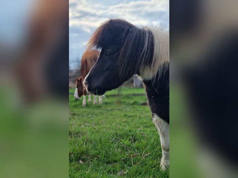 Mini Shetland Pony Merrie 4 Jaar 84 cm Gevlekt-paard in Geseke