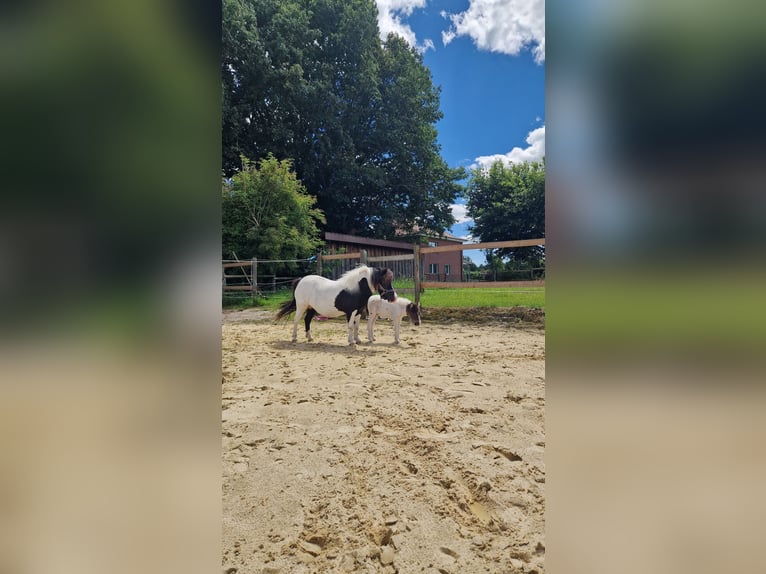 Mini Shetland Pony Merrie 4 Jaar 84 cm Gevlekt-paard in Geseke