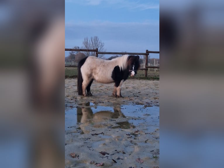 Mini Shetland Pony Merrie 4 Jaar 84 cm Gevlekt-paard in Geseke