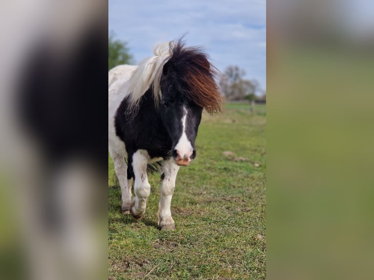 Mini Shetland Pony Merrie 4 Jaar 84 cm Gevlekt-paard in Geseke