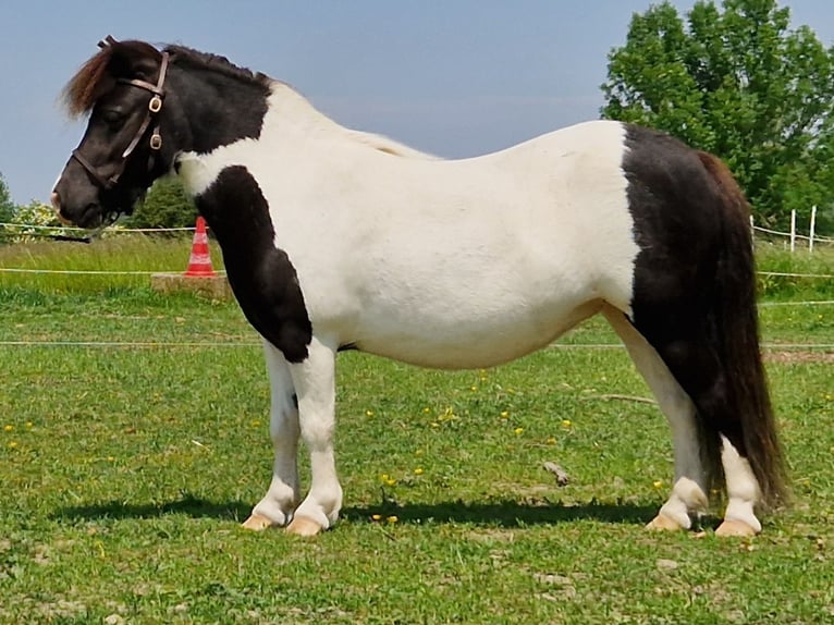 Mini Shetland Pony Merrie 4 Jaar 84 cm Gevlekt-paard in Geseke