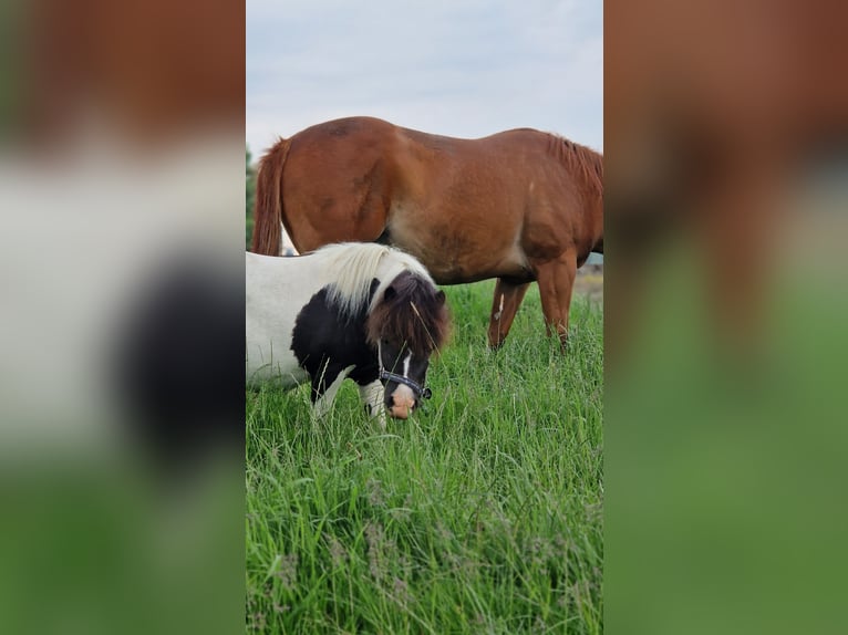 Mini Shetland Pony Merrie 4 Jaar 84 cm Gevlekt-paard in Geseke