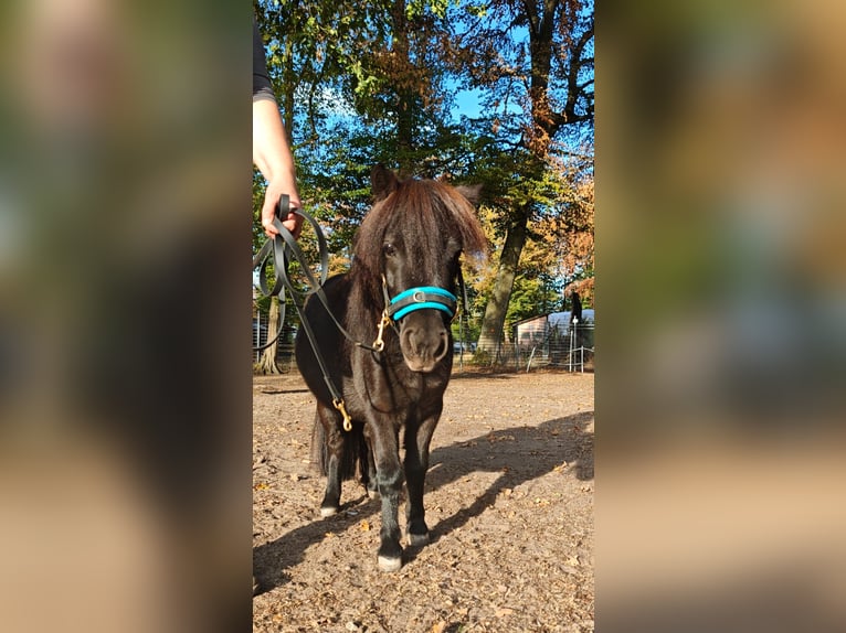 Mini Shetland Pony Merrie 4 Jaar 86 cm Bruin in Graben-Neudorf