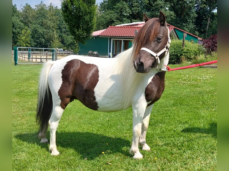 Mini Shetland Pony Merrie 4 Jaar 86 cm Gevlekt-paard in Wildeshausen