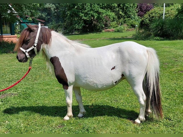 Mini Shetland Pony Merrie 4 Jaar 86 cm Gevlekt-paard in Wildeshausen