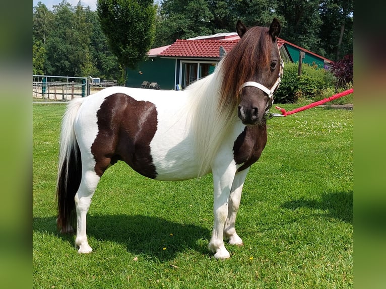 Mini Shetland Pony Merrie 4 Jaar 86 cm Gevlekt-paard in Wildeshausen