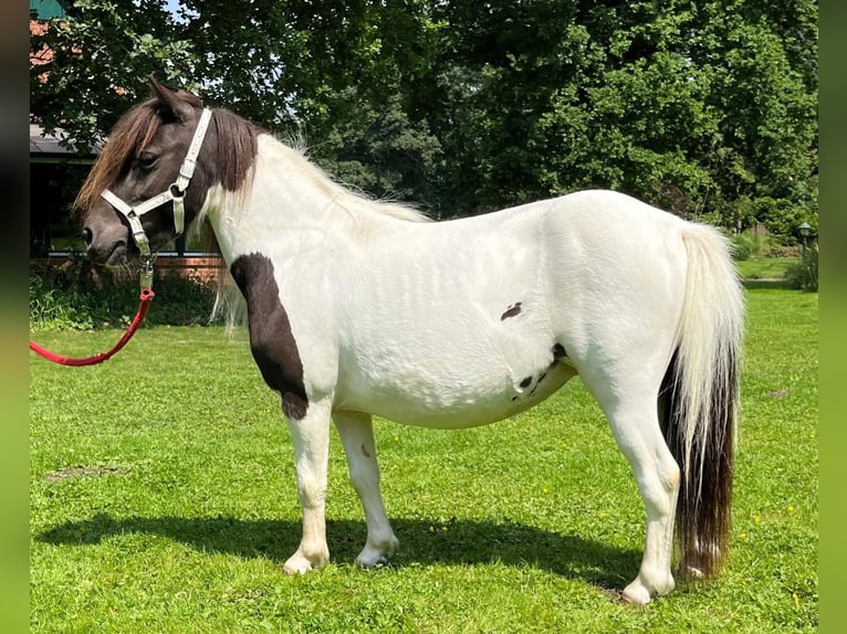 Mini Shetland Pony Merrie 4 Jaar 86 cm Gevlekt-paard in Wildeshausen