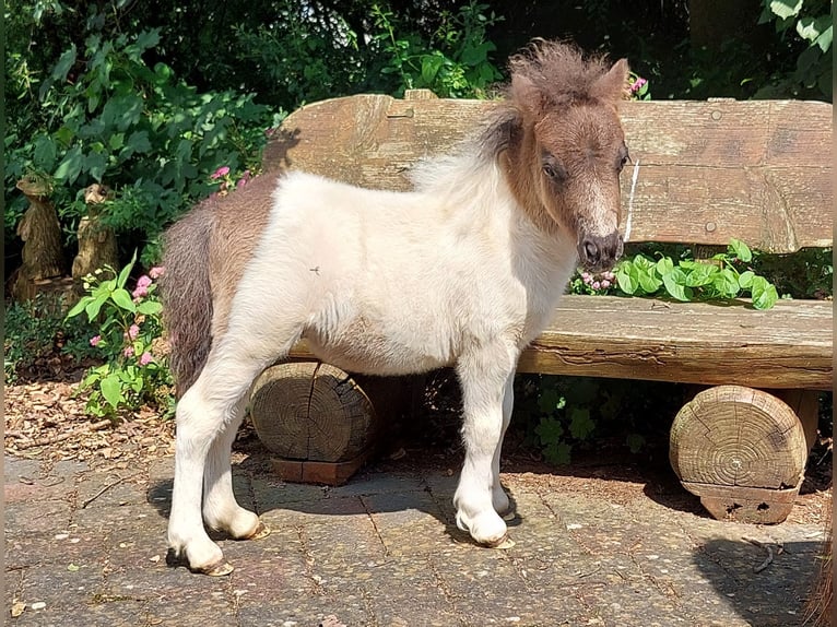 Mini Shetland Pony Merrie 4 Jaar 86 cm Gevlekt-paard in Wildeshausen