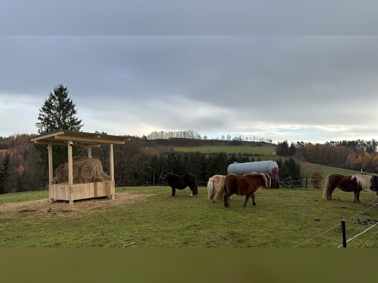 Mini Shetland Pony Merrie 4 Jaar 86 cm Vos in Kronach