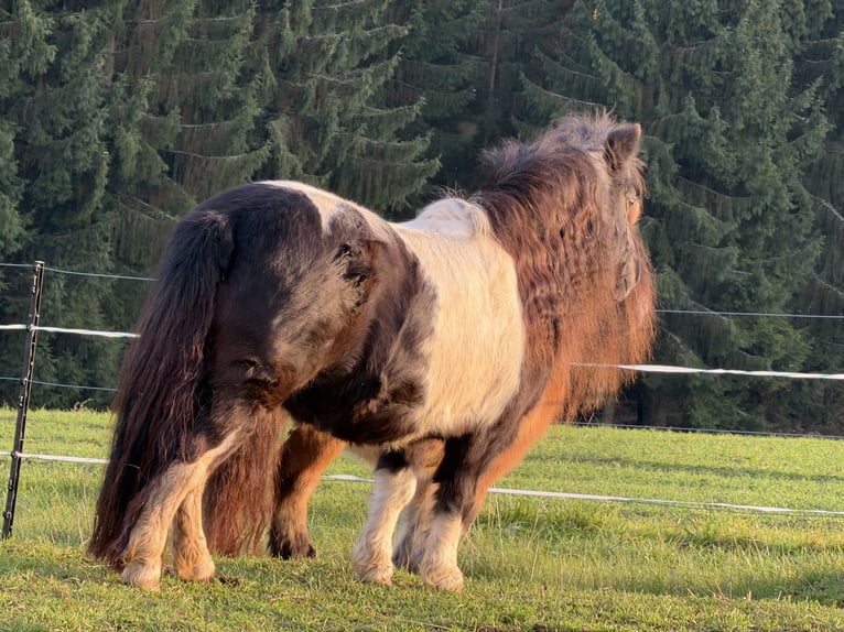 Mini Shetland Pony Merrie 4 Jaar 86 cm Vos in Kronach