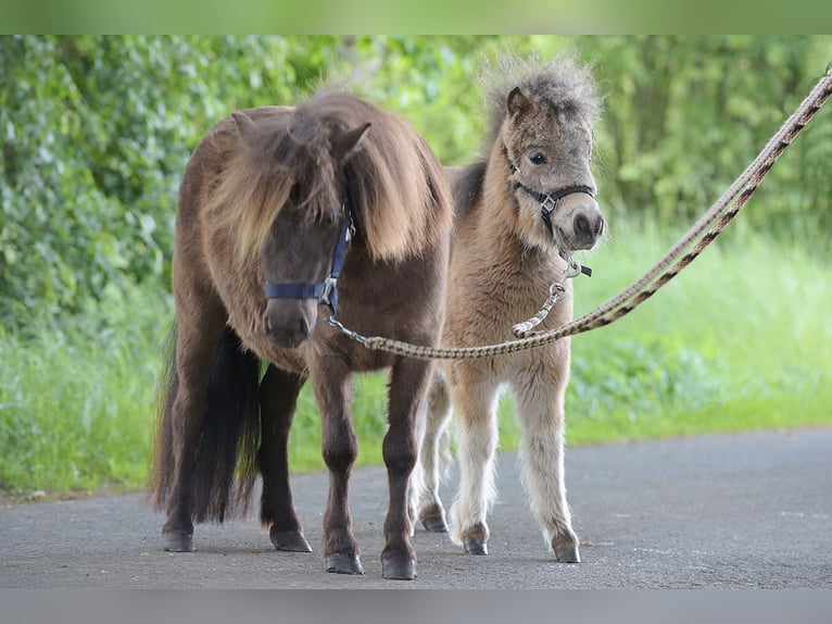Mini Shetland Pony Merrie 4 Jaar 92 cm in Warendorf