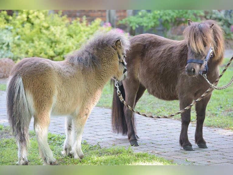 Mini Shetland Pony Merrie 4 Jaar 92 cm in Warendorf
