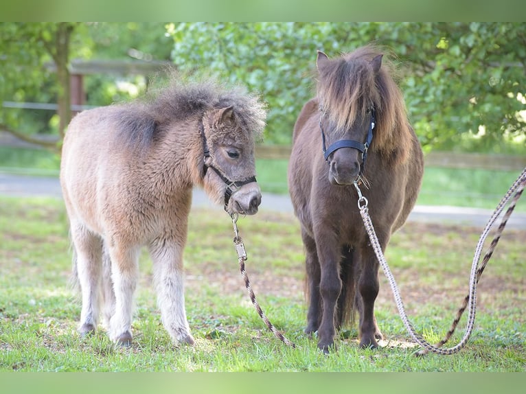 Mini Shetland Pony Merrie 4 Jaar 92 cm in Warendorf
