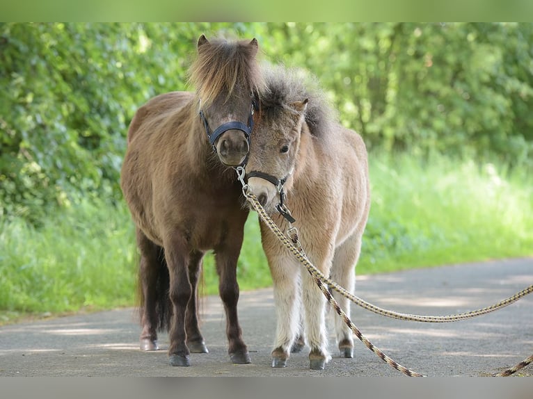 Mini Shetland Pony Merrie 4 Jaar 92 cm in Warendorf