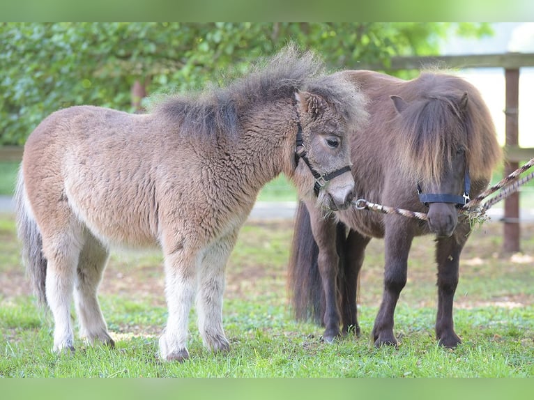 Mini Shetland Pony Merrie 4 Jaar 92 cm in Warendorf