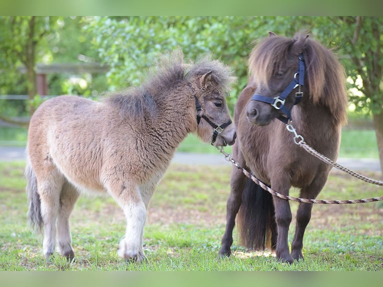 Mini Shetland Pony Merrie 4 Jaar 92 cm in Warendorf
