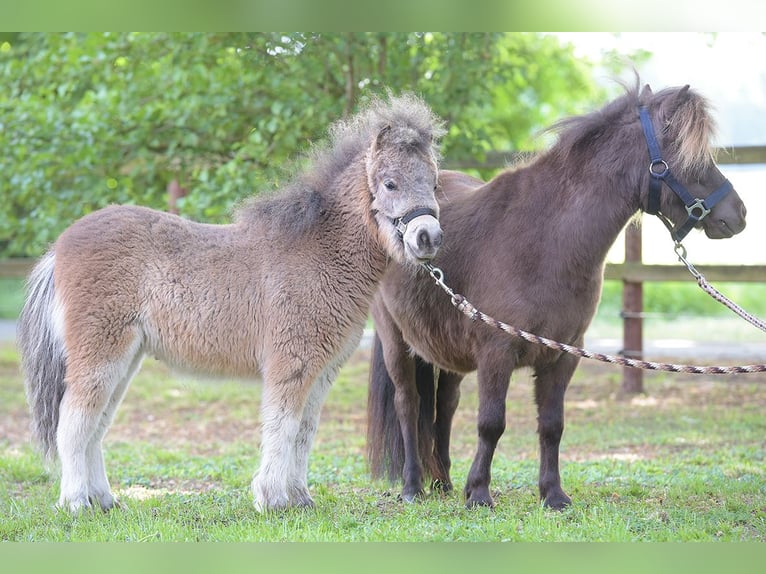 Mini Shetland Pony Merrie 4 Jaar 92 cm in Warendorf