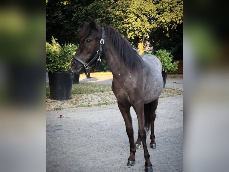 Mini Shetland Pony Merrie 4 Jaar Zwartschimmel in Leonberg