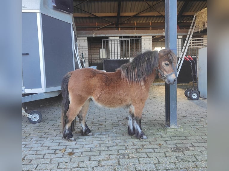 Mini Shetland Pony Merrie 5 Jaar 189 cm Bruin in Gouderak
