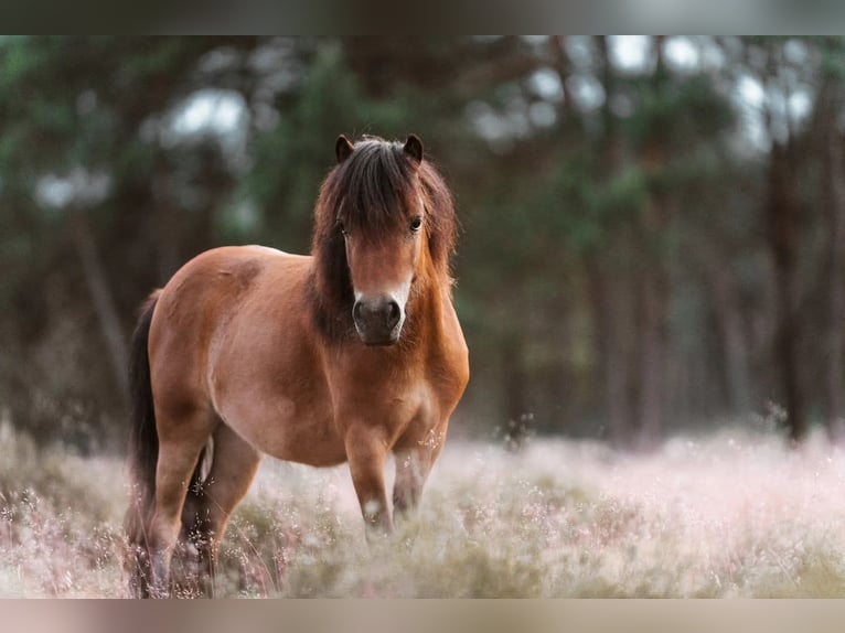 Mini Shetland Pony Merrie 5 Jaar 189 cm Bruin in Gouderak