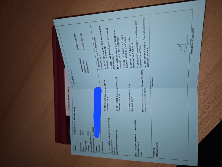 Mini Shetland Pony Merrie 5 Jaar 189 cm Bruin in Gouderak