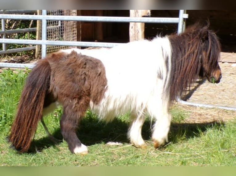 Mini Shetland Pony Merrie 5 Jaar 74 cm Gevlekt-paard in Arnbruck