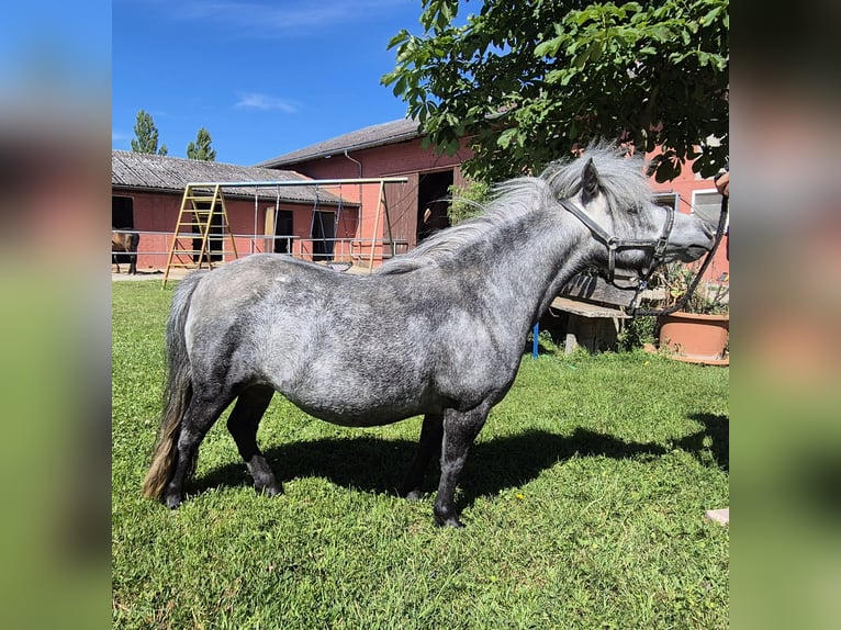 Mini Shetland Pony Merrie 5 Jaar 78 cm Schimmel in Trebur