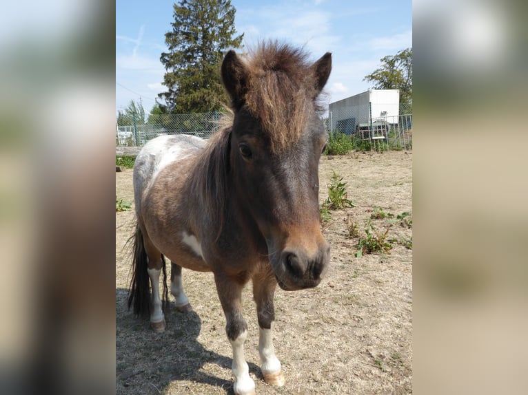 Mini Shetland Pony Merrie 5 Jaar 80 cm Appaloosa in Salzgitter