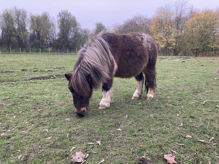 Mini Shetland Pony Merrie 5 Jaar 80 cm Appaloosa in Salzgitter