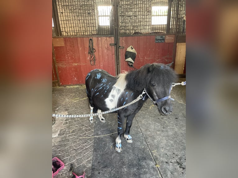 Mini Shetland Pony Merrie 5 Jaar 80 cm in Zweibrücken