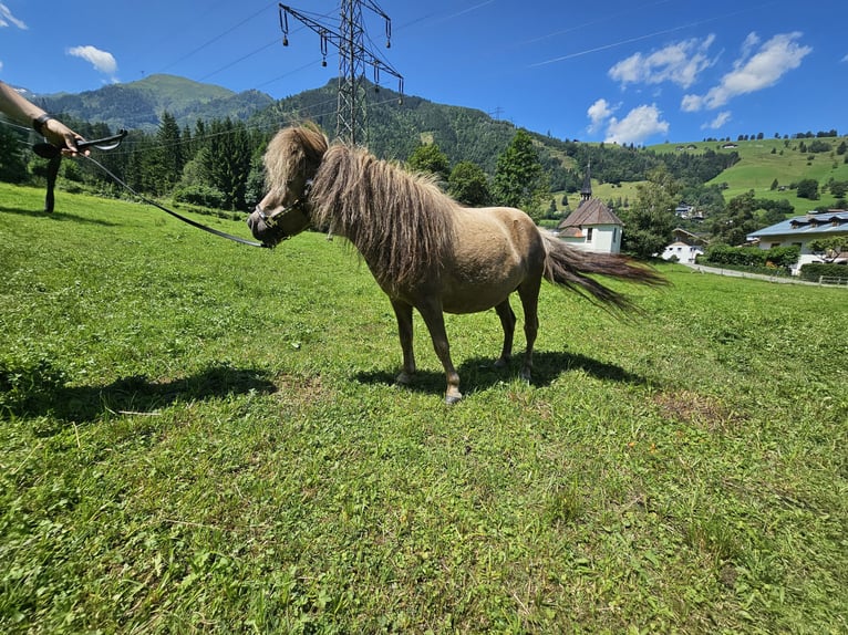 Mini Shetland Pony Merrie 5 Jaar 83 cm Gevlekt-paard in Maishofen