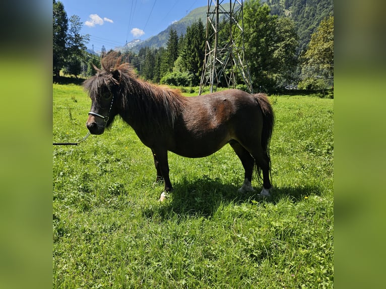 Mini Shetland Pony Merrie 5 Jaar 83 cm Gevlekt-paard in Maishofen