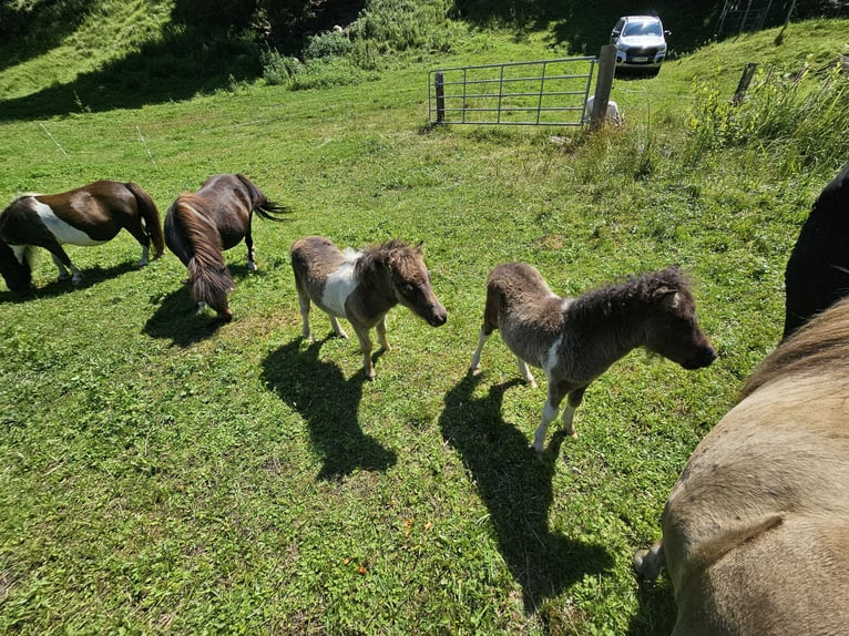 Mini Shetland Pony Merrie 5 Jaar 83 cm Gevlekt-paard in Maishofen