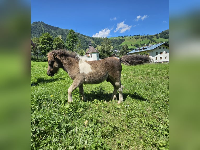 Mini Shetland Pony Merrie 5 Jaar 83 cm Gevlekt-paard in Maishofen