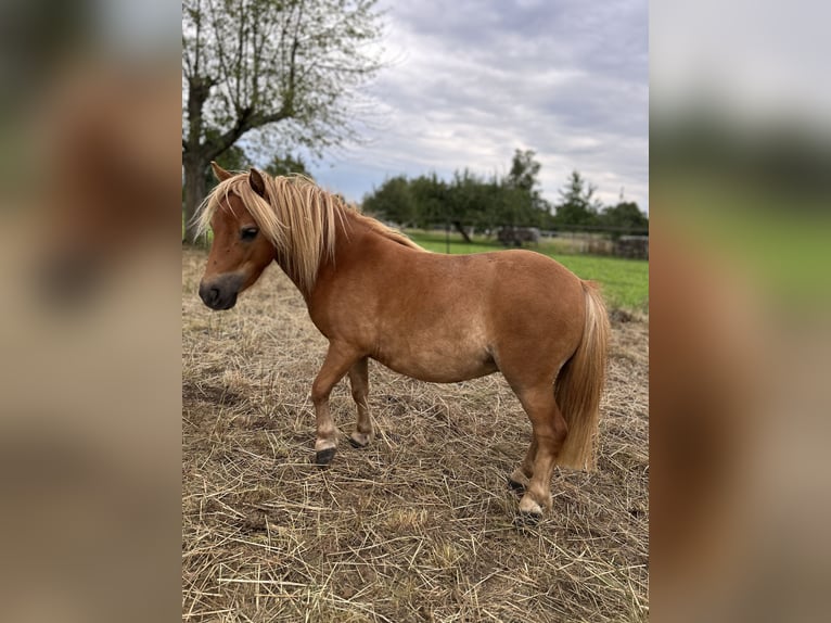 Mini Shetland Pony Merrie 5 Jaar 83 cm Vos in Hungen