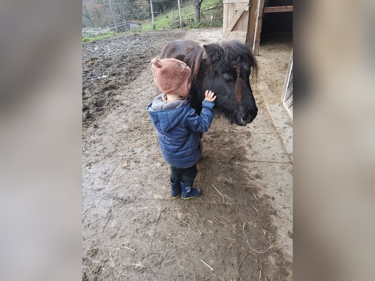 Mini Shetland Pony Merrie 5 Jaar 84 cm Zwartbruin in Sankt Julian