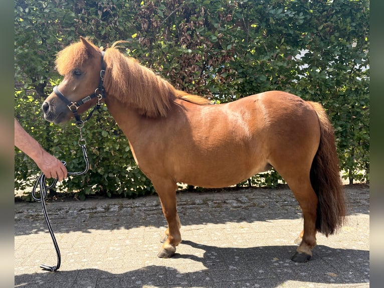 Mini Shetland Pony Merrie 5 Jaar 85 cm Vos in Gyhum