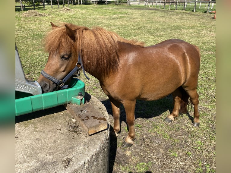 Mini Shetland Pony Merrie 5 Jaar 85 cm Vos in Gyhum