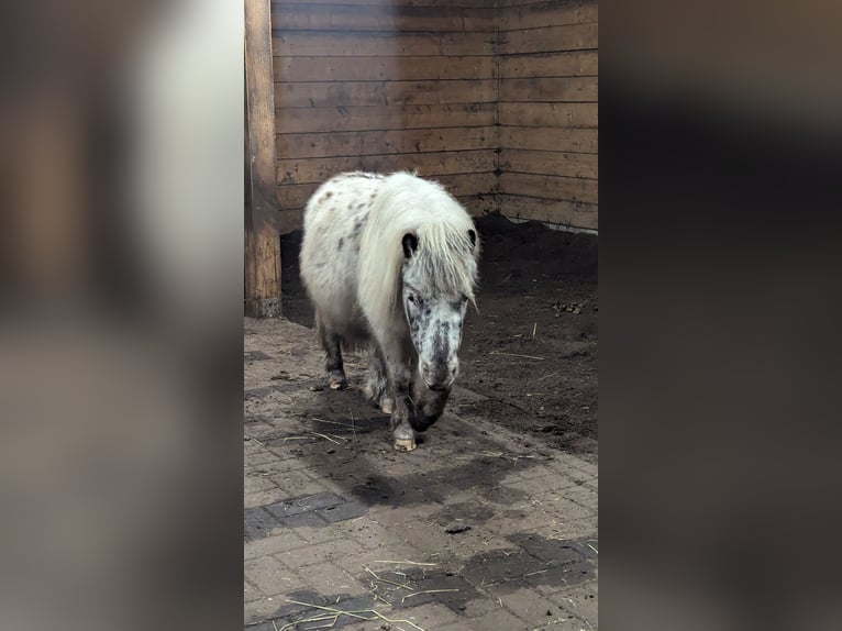 Mini Shetland Pony Merrie 5 Jaar 87 cm Appaloosa in Gnarrenburg