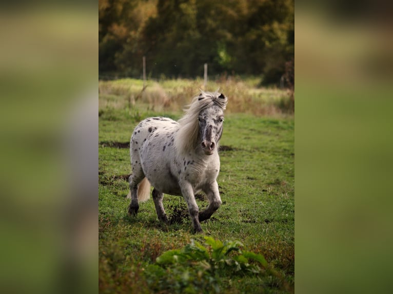 Mini Shetland Pony Merrie 5 Jaar 87 cm Appaloosa in Gnarrenburg