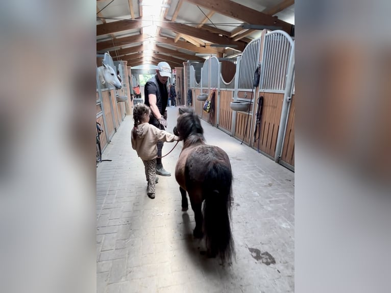 Mini Shetland Pony Merrie 5 Jaar 89 cm Zwart in Boccaleone