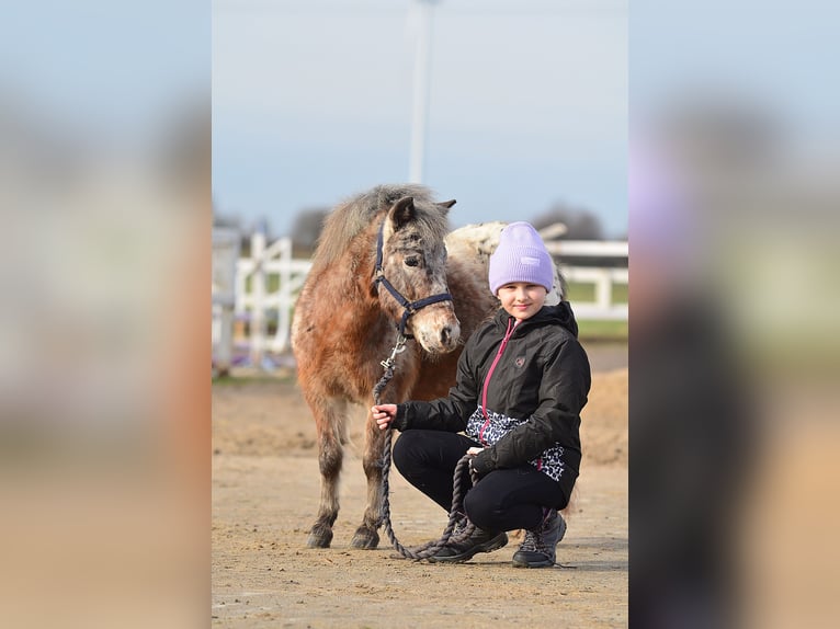Mini Shetland Pony Merrie 5 Jaar 93 cm Appaloosa in radziejów