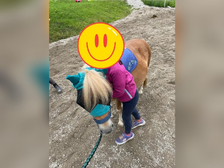 Mini Shetland Pony Merrie 5 Jaar 95 cm Gevlekt-paard in Schwoich