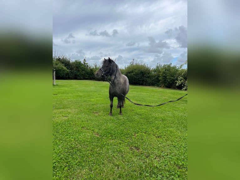 Mini Shetland Pony Merrie 6 Jaar 100 cm Schimmel in Oevenum