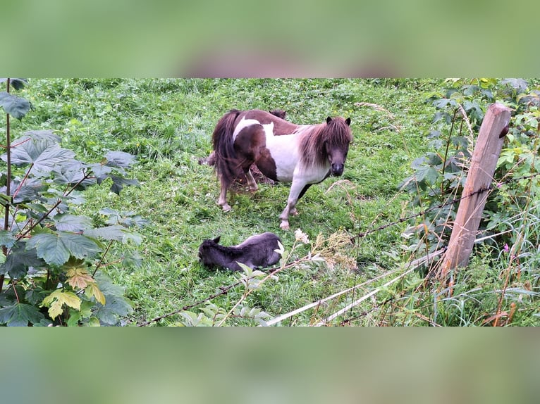 Mini Shetland Pony Merrie 6 Jaar 80 cm Gevlekt-paard in MAISHOFEN