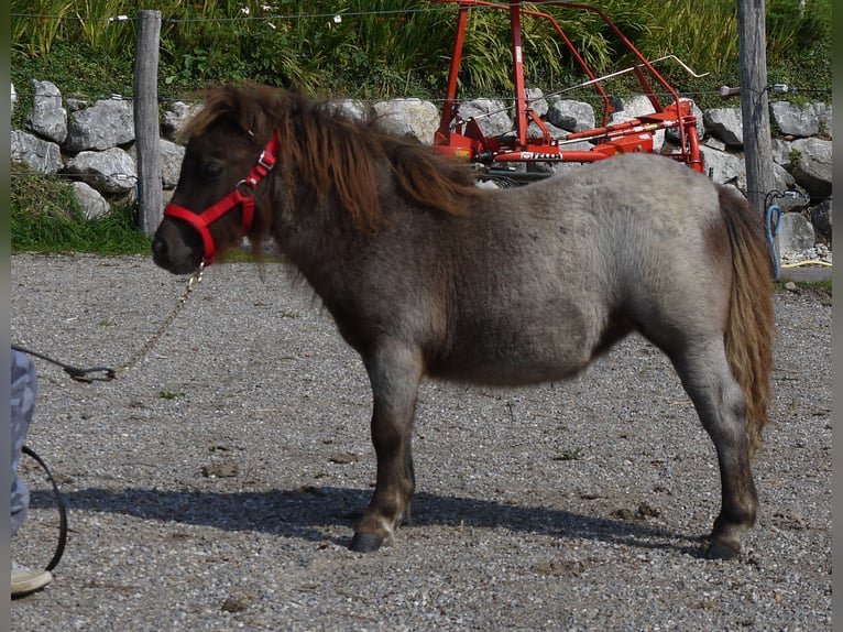 Mini Shetland Pony Merrie 6 Jaar 87 cm Roan-Red in Gähwil