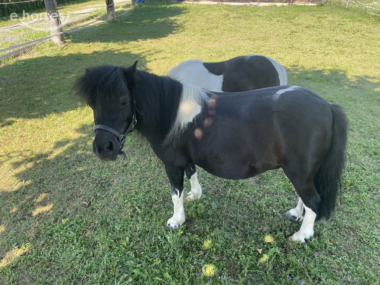Mini Shetland Pony Merrie 6 Jaar  in Wildon