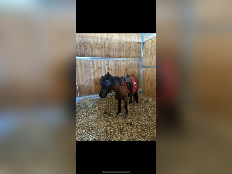 Mini Shetland Pony Merrie 7 Jaar 101 cm in Giardini Naxos